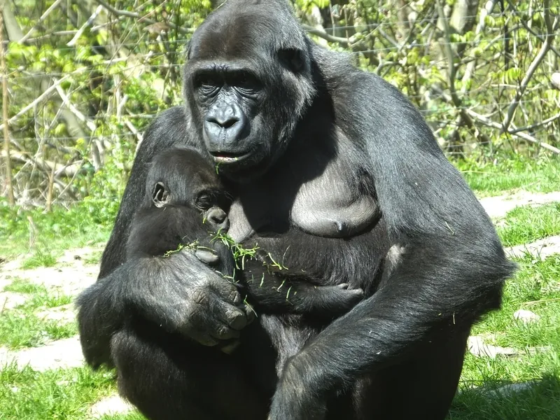 5-Day Gorillas Chimpanzee and Wildlife Safari in Uganda