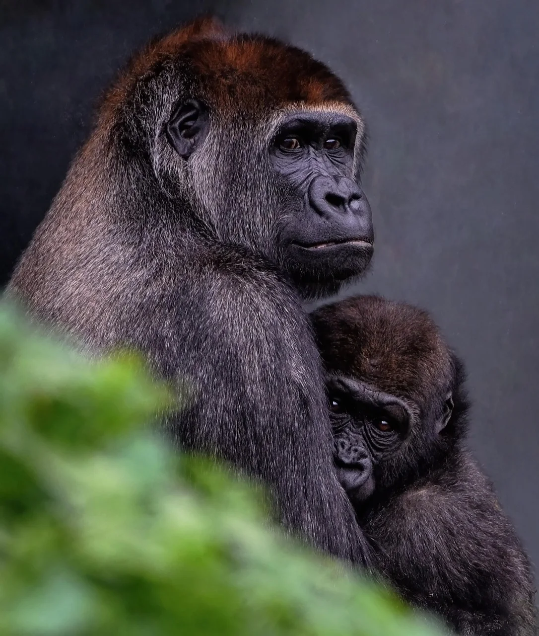 5-Day Kigali, Gorillas and Lake Bunyonyi Holiday