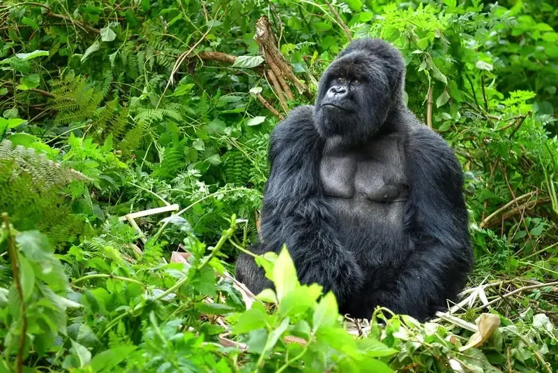 5-Day Rwanda Wildlife & Gorilla Adventure  -  Safari and Mountain Gorillas