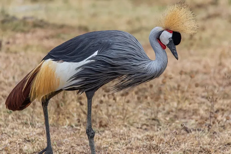 10-Day Ultimate Kenya - Luxury Safari and Beach Adventure