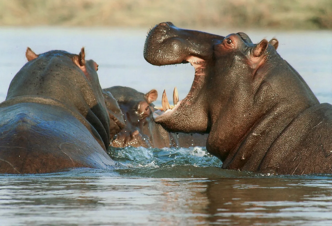 5-Day Masai Mara, Lake Nakuru & Amboseli- Mid Range