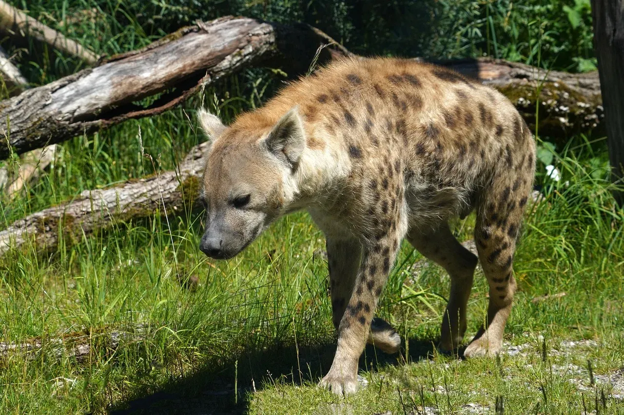 10-Day Phenomenal Bush & Beach Safari