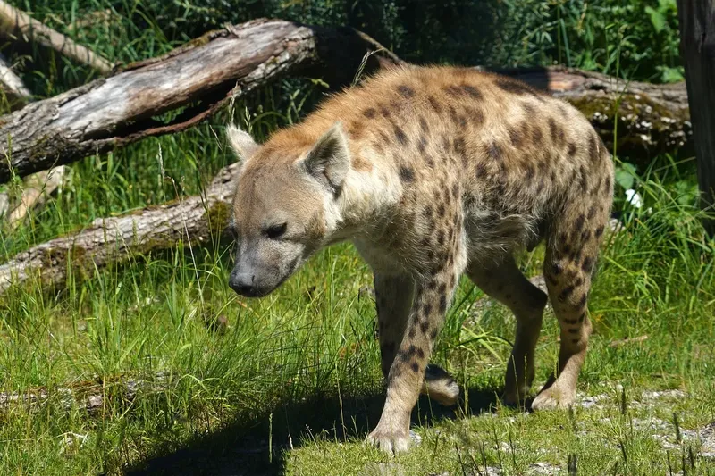 10-Day Phenomenal Bush & Beach Safari