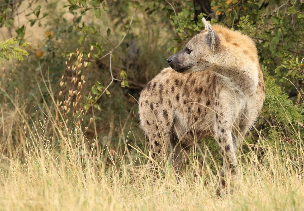 4-Day Queen Elizabeth National Park and Semuliki Fort Offered By: Mizube Tours and Travel