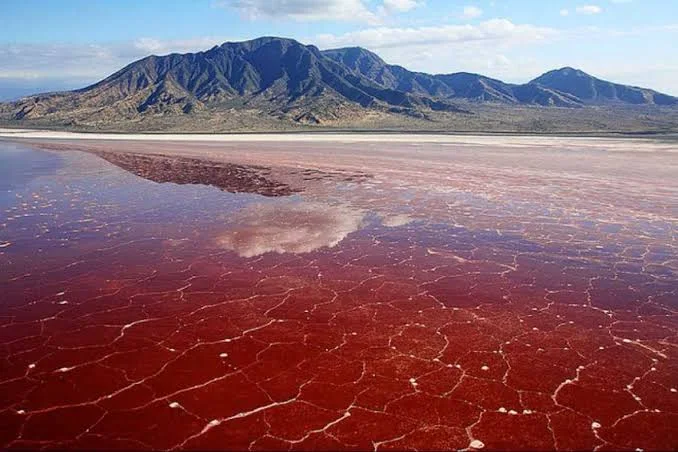 1-Day Organizational/Company Tour to Lake Natron