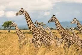 2-Day Mikumi & Udzungwa Mountains National Park Safari