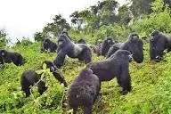 2 days gorilla tracking in Rwanda ( Volcano National Park).