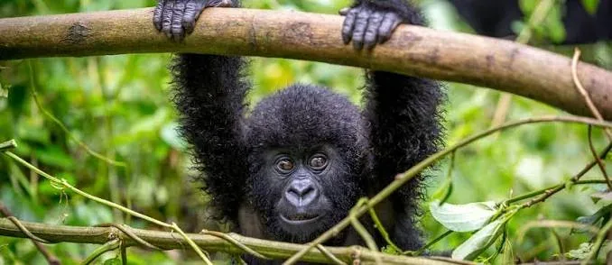 8-Day East Africa Gorilla Trekking & Wildlife Safari
