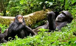 2-Day Chimpanzees and Canopy Walk Nyungwe Park Rwanda