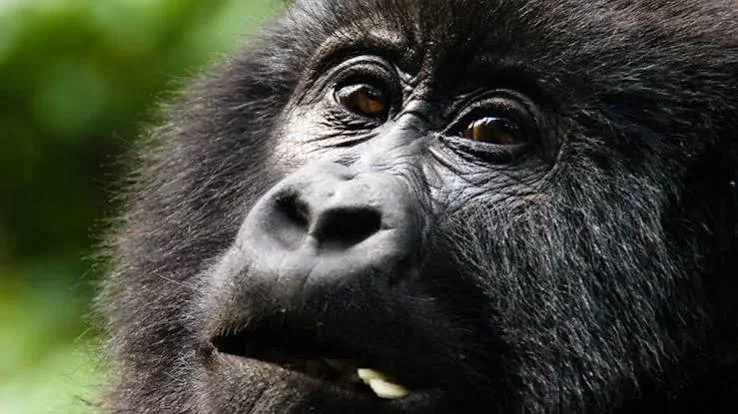 8-Day Rwanda Gorilla, Chimpanzee & Wildlife Safari