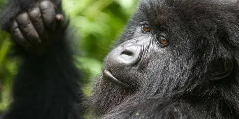 11-Day Rwanda Gorilla, Chimpanzee & Big Five Safari