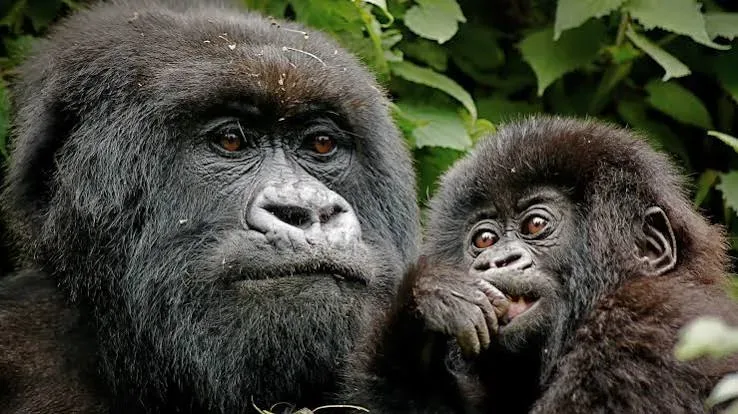 3-Day Akagera Safari, Golden Monkey Trek & Ibyiwacu Cultural Experience