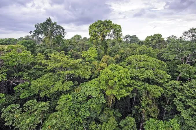 1-Day Rau Forest Nature Walk