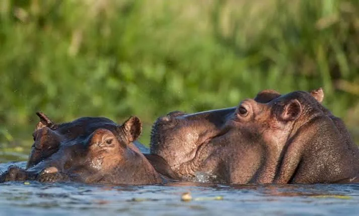 3-Day Mikumi National Park Group Safari