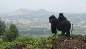 8-Day Rwanda Chimpanzee, Golden Monkey & Bwindi Gorilla Safari