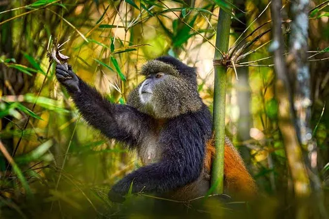 7-Day Rwanda & Uganda Primate and Wildlife Adventure  -  Gorillas, Chimps & Golden Monkeys