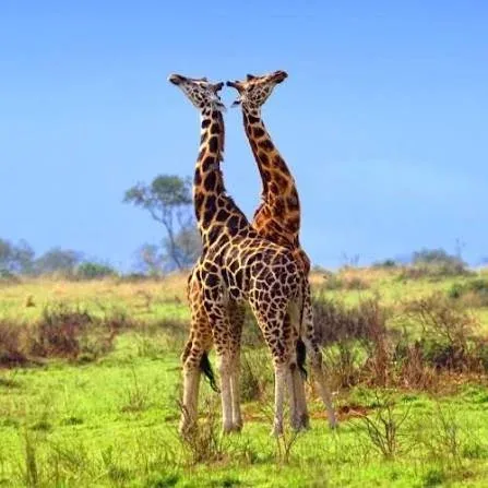 10-Day Best of Rwanda Gorilla, Chimpanzee & Wildlife Safari