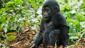6-Day Rwanda Akagera Wildlife Safari & Gorilla Trekking Adventure