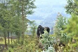 3-Day Gorilla Trekking, Culture & Scenic Rwanda Escape