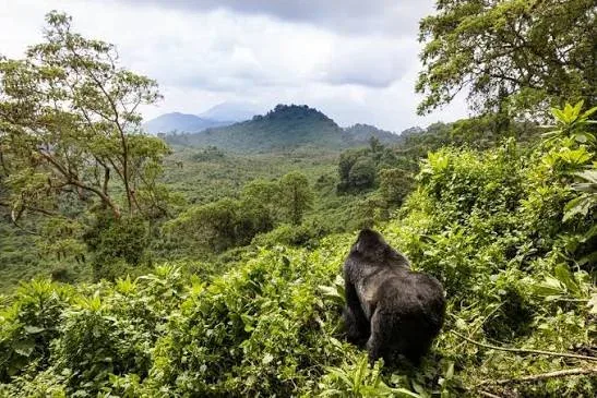 13-Day Uganda & Rwanda: Ultimate Primate and Wildlife Adventure