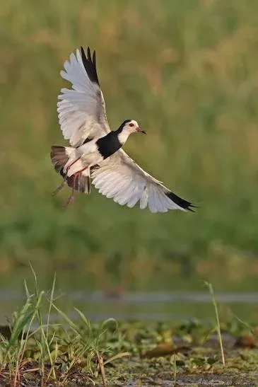 6-Day Bird Watching Tour in Malawi