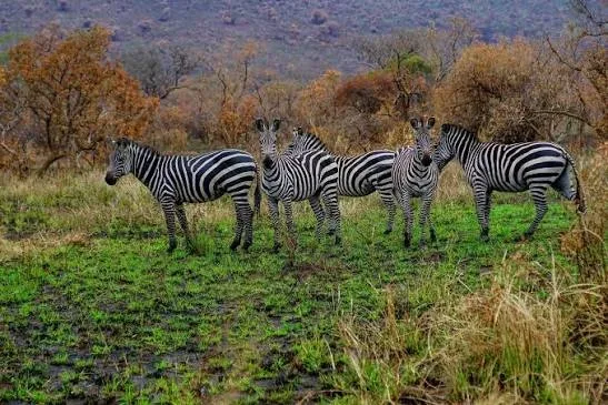 12-Day Uganda and Rwanda National Parks Adventure