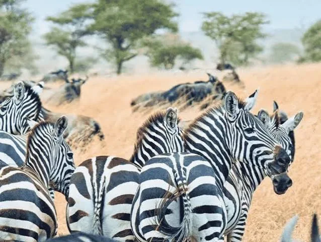2-Day Mikumi & Nyerere National Park Safari