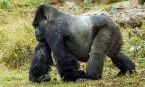 1-Day Gorilla Trek Adventure in Rwanda from Musanze