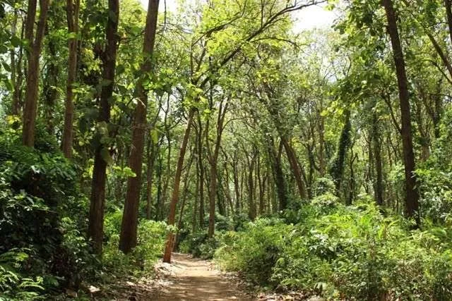 2-Day Rau Forest & Serval Wildlife Adventure