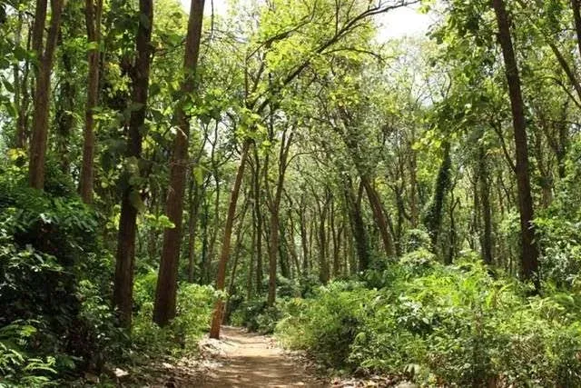 2-Day Rau Forest & Serval Wildlife Adventure