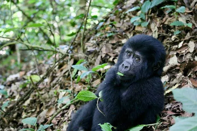 12-Day Gorilla, Chimpanzee & Wildlife Adventure in Rwanda & Kenya