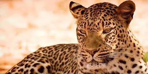 9-Day Malawi Zambia Luxe Package