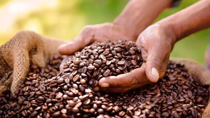 1-Day Coffee Plantation Tour