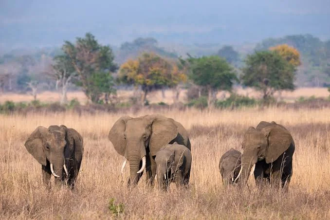 2-Day Saadani National Park & Bagamoyo Tour