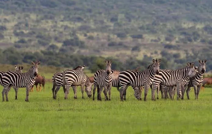 9-Day Rwanda Primate Tracking & Big Five Safari