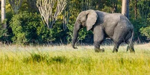 11-Day Family Adventure in Malawi