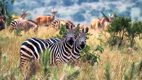 11-Day Uganda and Rwanda Primates and Wildlife Adventure