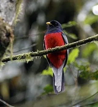 12-Day Budget Birding in Malawi