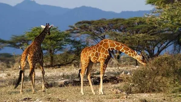 13-Day Uganda & Rwanda: Ultimate Primate Group Tour