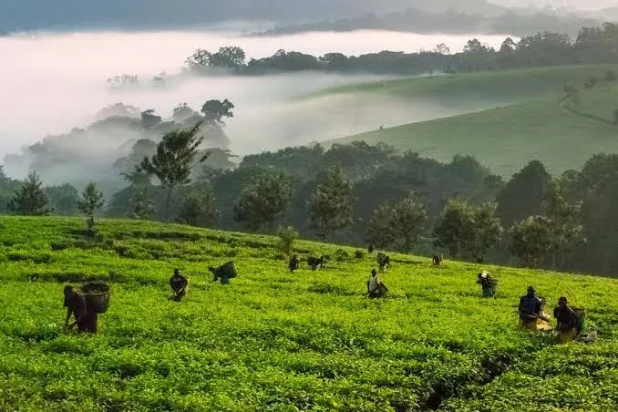 14-Day Rwanda, Uganda & Tanzania: Ultimate Primates and Wildlife Adventure