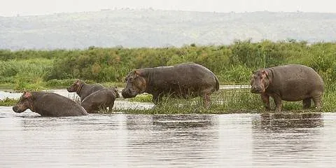 14-Day Uganda & Rwanda: Ultimate Cultural and Wildlife Adventure