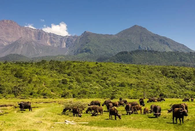 1-Day Organizational/Company Tour to Arusha National Park