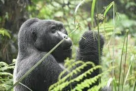 1-Day Bucket List Mountain Gorilla Trek Tour