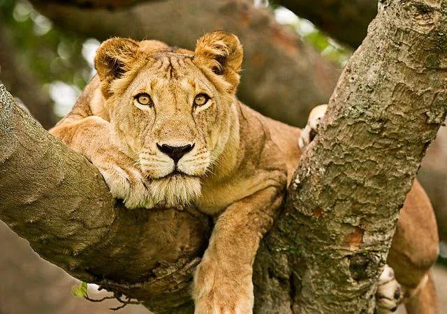 16-Day Tanzania & Rwanda: Ultimate Safari and Gorilla Adventure