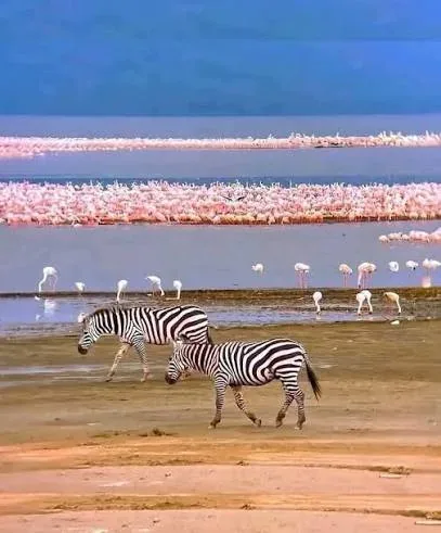 18-Day Rwanda & Kenya: Gorilla Trekking and Wildlife Safari Adventure