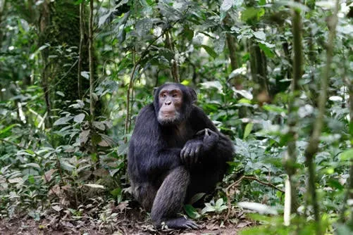17-Day Rwanda, Uganda & Kenya: Ultimate Wildlife Safari Adventure
