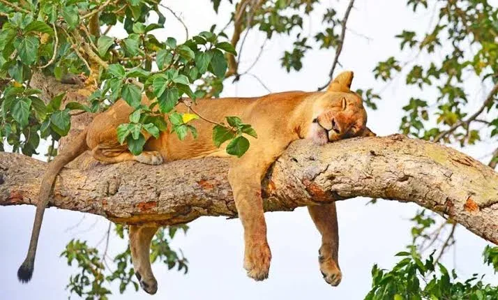 19-Day Rwanda, Uganda, Kenya & Tanzania: Ultimate Gorilla Trekking and Safari Adventure