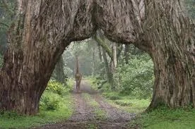 Day Organizational/Company Tour to Arusha National Park