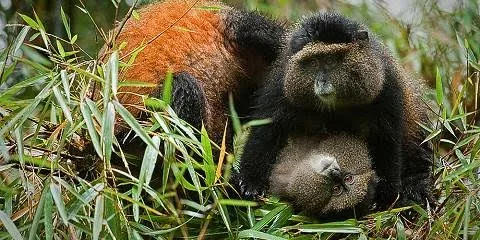 9-Day Rwanda Primate, Volcanoes & Lake Kivu Adventure