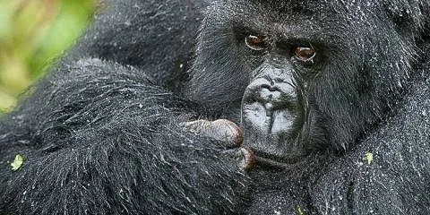 6-Day Rwanda Gorilla, Chimpanzee & Wildlife Safari Adventure